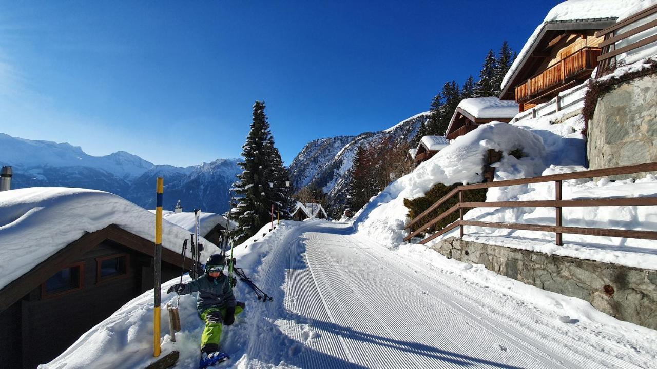 Baumfuchs Direkt An Der Talabfahrt Belalp * Blatten bei Naters