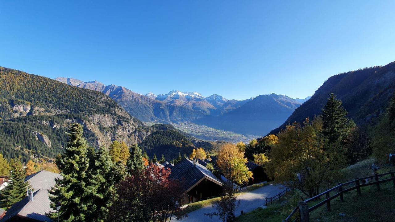 Baumfuchs Direkt An Der Talabfahrt Belalp