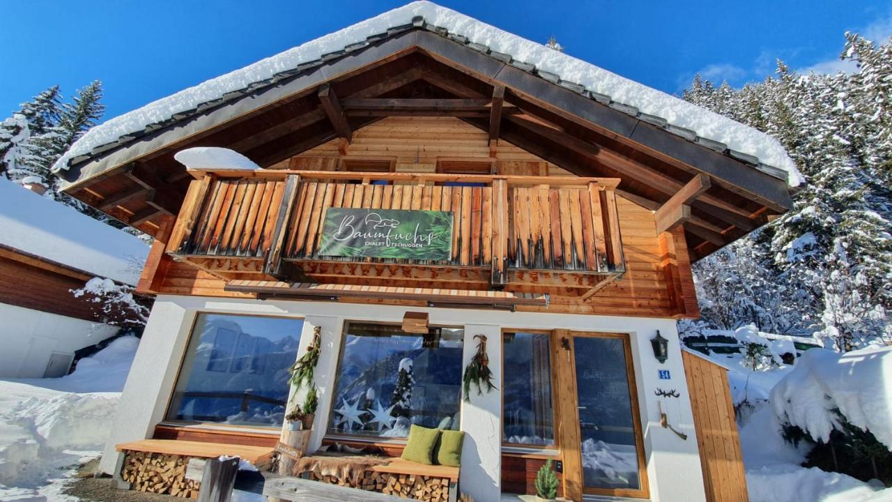 Baumfuchs Direkt An Der Talabfahrt Belalp * Blatten bei Naters